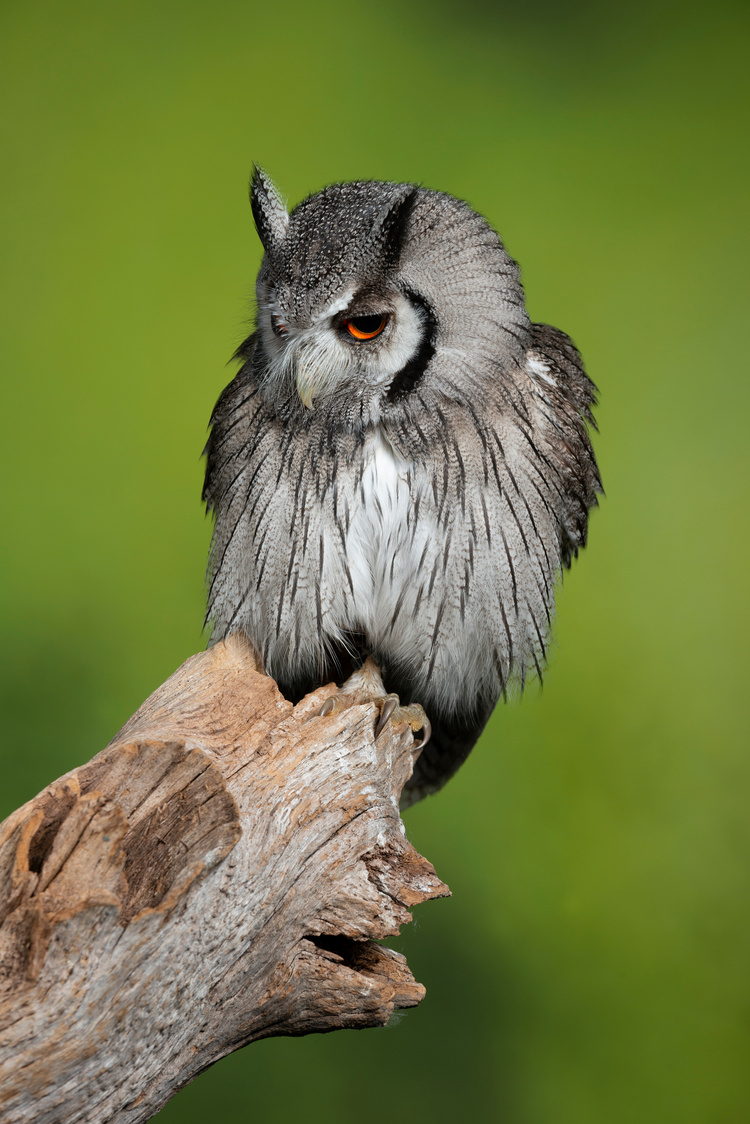 Southern White Faced Owl on Branch